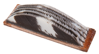 Wild Turkey Feather Arrow Rest