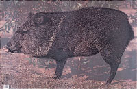 Javalina Paper Target