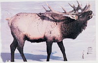 Elk Paper Target