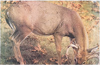 Feeding Deer Paper Target