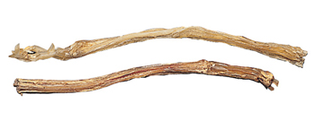 Leg Sinew
