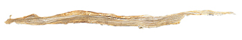 Back Sinew