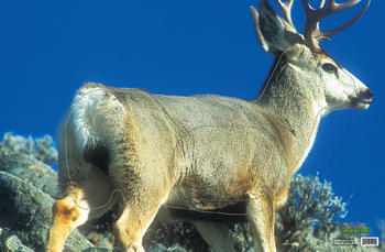 Mule Deer Paper Target