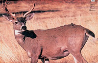 Whitetail Deer Paper Target