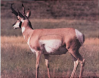 Antelope Paper Target