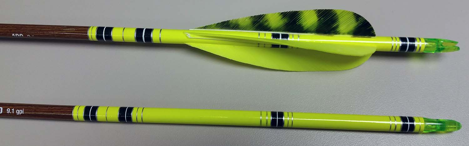 James' Crested Arrow