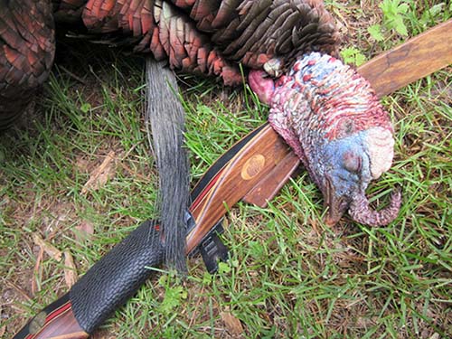 killed turkey with traditional bow