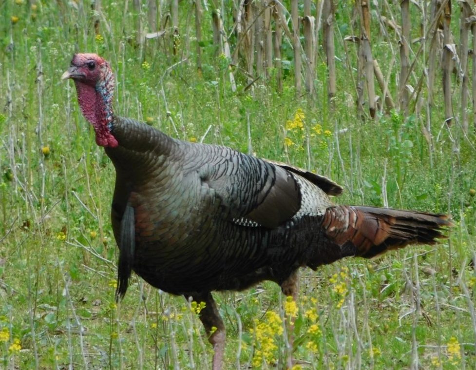 Tom Turkey with beard