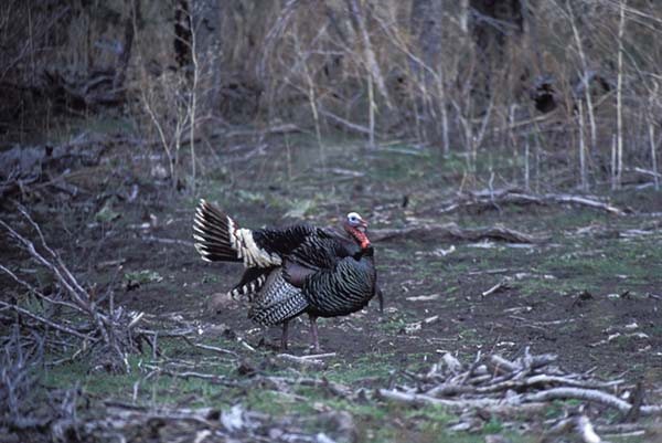 A wild turkey in full strut.