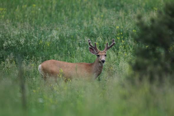 Whitetail deer buck alone