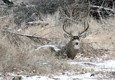 Mule Deer are just as likely to duck an arrow as other deer.