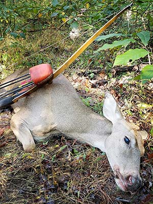 Indiana 2021 Whitetail Doe taken with Tomahawk Longbow