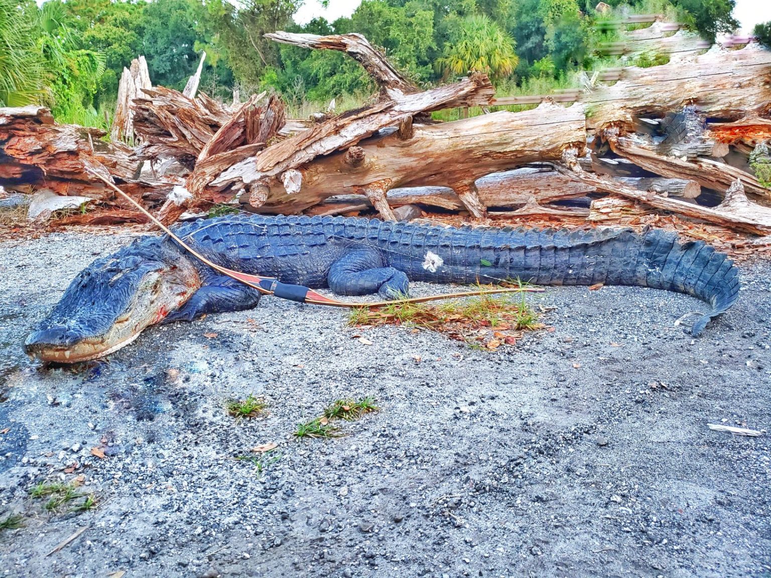 Florida Alligator 2020