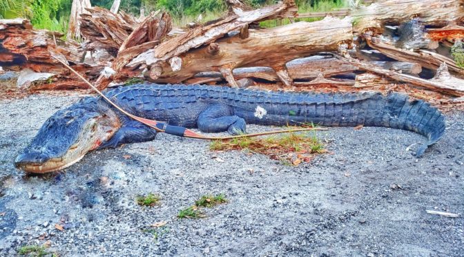 Florida Alligator 2020 with Tomahawk Longbow