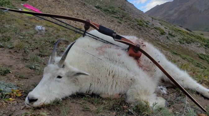 Colorado Mountain Goat 2019 with Tomahawk Bow