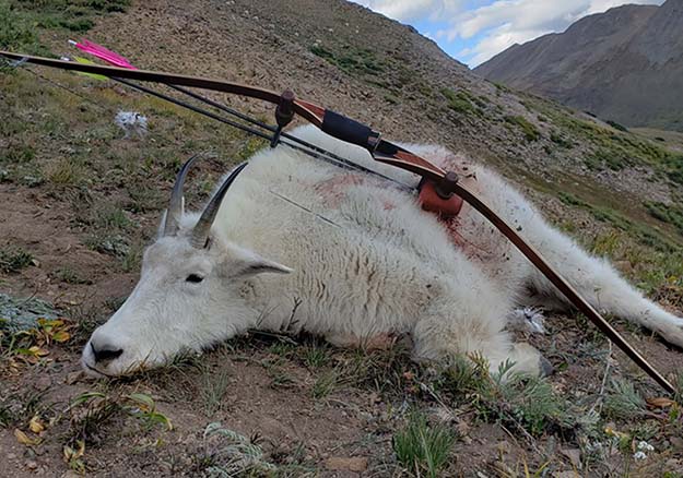 Colorado Mountain Goat 2019 with Tomahawk Bow