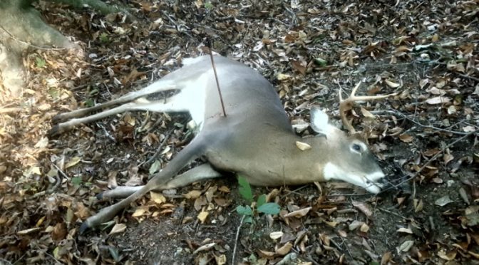 Brian Turner 2017 Pennsylvania Whitetail Deer