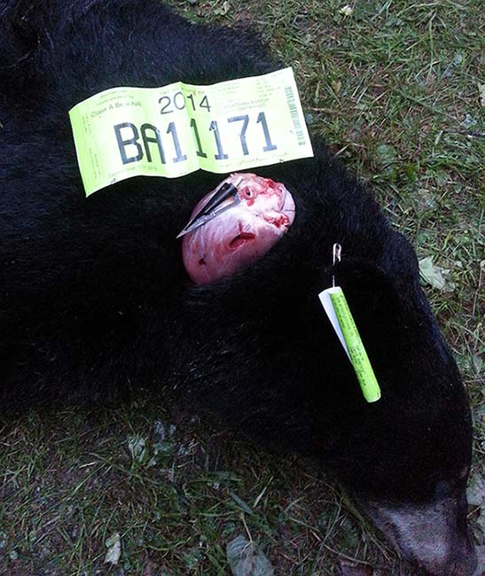 Johnny Karch Black Bear