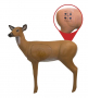 Pro Hunter Double Duty Doe Target Thumbnail Image 2