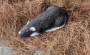Real Wild 3D Big Boss Rat Target Thumbnail Image 3