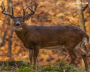 Bow-NaFide Archery Target Faces Thumbnail Image 7