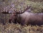 Bow-NaFide Archery Target Faces Thumbnail Image 9
