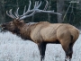 Bow-NaFide Archery Target Faces Thumbnail Image 10