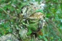 Titan 3D Leafy Face Mask Thumbnail Image 4