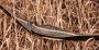 Stygian 56" Recurve Thumbnail Image 8