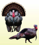 Deadnuts 2D Target Thumbnail Image 6