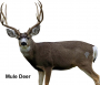 Deadnuts 2D Target Thumbnail Image 3