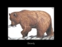 Big Game Paper Targets - Group A (4-Pack) Thumbnail Image 3