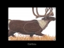 Big Game Paper Targets - Group A (4-Pack) Thumbnail Image 5