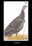 Big Game Paper Archery Targets Thumbnail Image 12