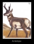 Big Game Paper Archery Targets Thumbnail Image 8