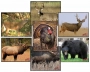 DuraMesh Target Faces Thumbnail Image