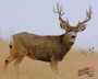 DuraMesh Target Faces Thumbnail Image 5
