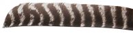Full Length Natural Barred Wild Turkey Feathers, 12-pack