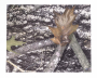 Super Pad Micro Fleece Jumbo Sheet Thumbnail Image