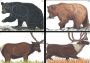 Big Game Paper Targets - Group A (4-Pack) Thumbnail Image