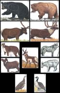 Big Game Paper Archery Targets
