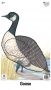Big Game Paper Archery Targets Thumbnail Image 3