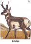 Big Game Paper Archery Targets Thumbnail Image 10