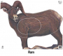 Big Game Paper Archery Targets Thumbnail Image 11