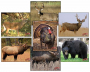 DuraMesh Target Faces Thumbnail Image