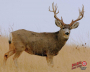 DuraMesh Target Faces Thumbnail Image 5