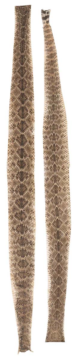 Dried Rattlesnake Skins