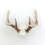 The Change Up DIY Antler Mounting Kit Thumbnail Image