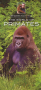 World Wildlife Guides (6-pack) Thumbnail Image 3