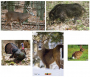 Photo Realistic Targets by NiceTargets&trade; Thumbnail Image